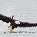Bald Eagle with Lunch (matted print 8x12) JAH-13-644